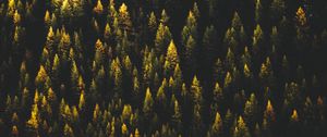 Preview wallpaper trees, top view, forest