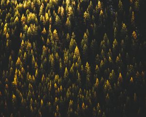 Preview wallpaper trees, top view, forest