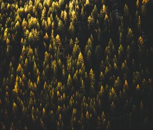 Preview wallpaper trees, top view, forest