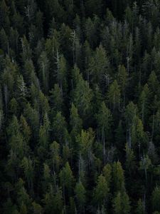 Preview wallpaper trees, top view, forest