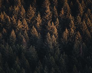 Preview wallpaper trees, top view, forest