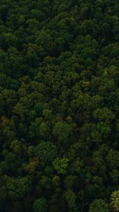 Preview wallpaper trees, top view, green