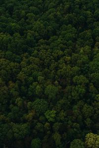 Preview wallpaper trees, top view, green