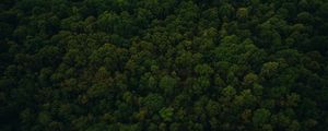 Preview wallpaper trees, top view, green