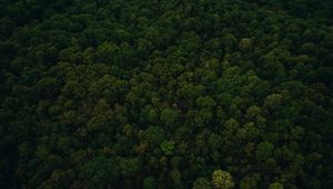 Preview wallpaper trees, top view, green