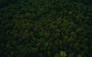 Preview wallpaper trees, top view, green