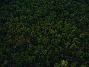 Preview wallpaper trees, top view, green