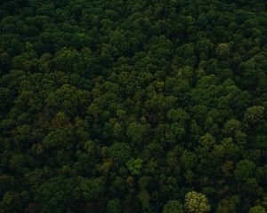 Preview wallpaper trees, top view, green