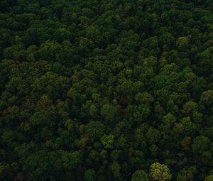 Preview wallpaper trees, top view, green