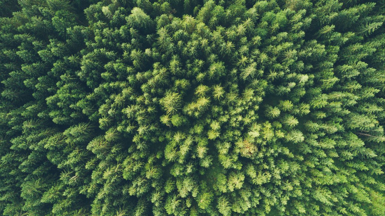 Wallpaper trees, top view, green