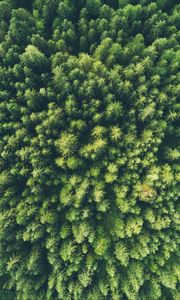 Preview wallpaper trees, top view, green