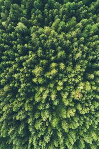 Preview wallpaper trees, top view, green