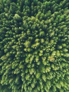 Preview wallpaper trees, top view, green