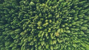 Preview wallpaper trees, top view, green