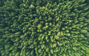 Preview wallpaper trees, top view, green