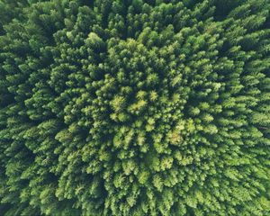 Preview wallpaper trees, top view, green