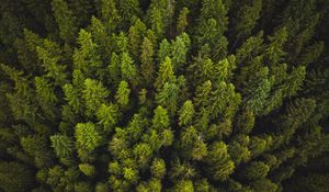 Preview wallpaper trees, top view, green