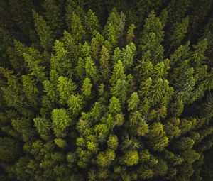 Preview wallpaper trees, top view, green