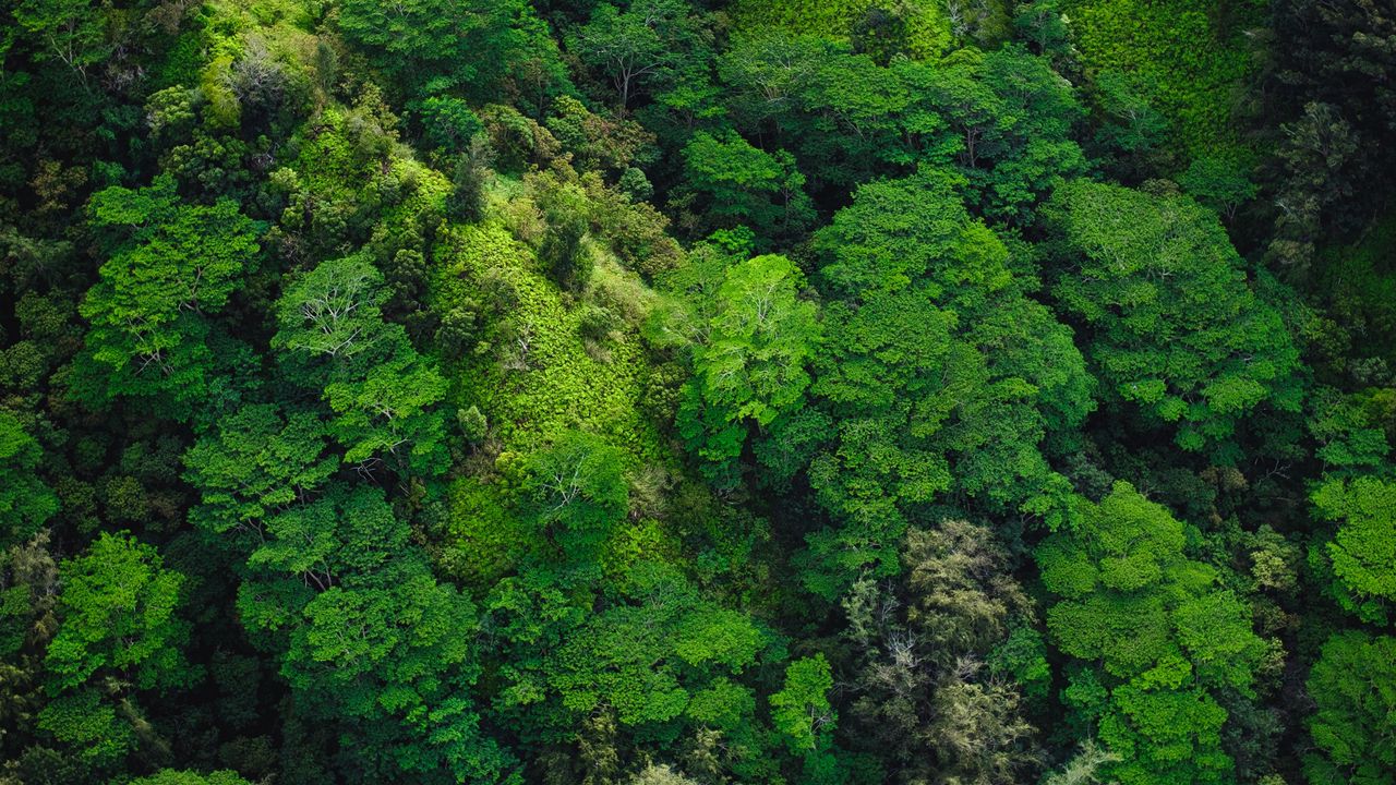 Wallpaper trees, top view, green, forest