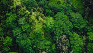 Preview wallpaper trees, top view, green, forest