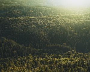 Preview wallpaper trees, top view, light