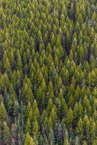 Preview wallpaper trees, top view, pines, forest