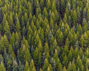 Preview wallpaper trees, top view, pines, forest