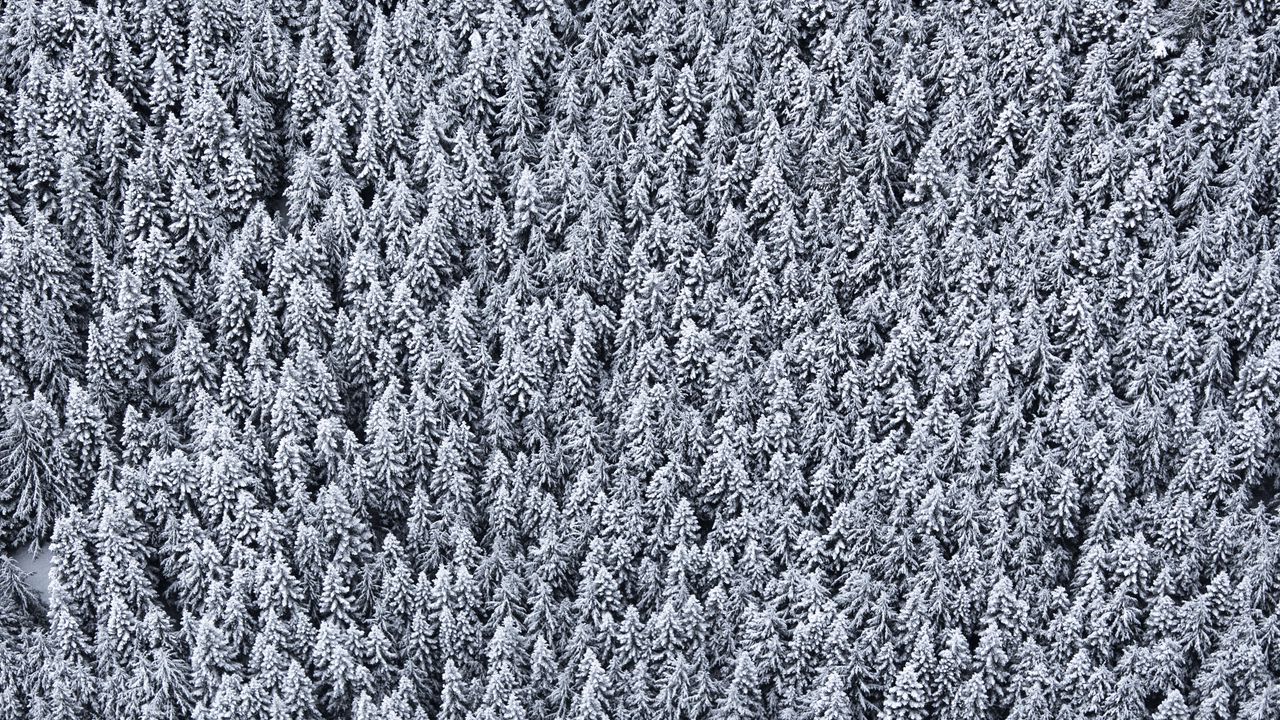 Wallpaper trees, top view, snow, snowy