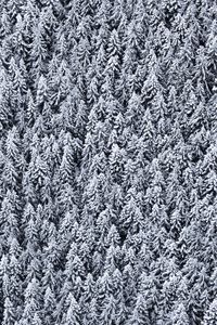 Preview wallpaper trees, top view, snow, snowy