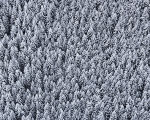 Preview wallpaper trees, top view, snow, snowy