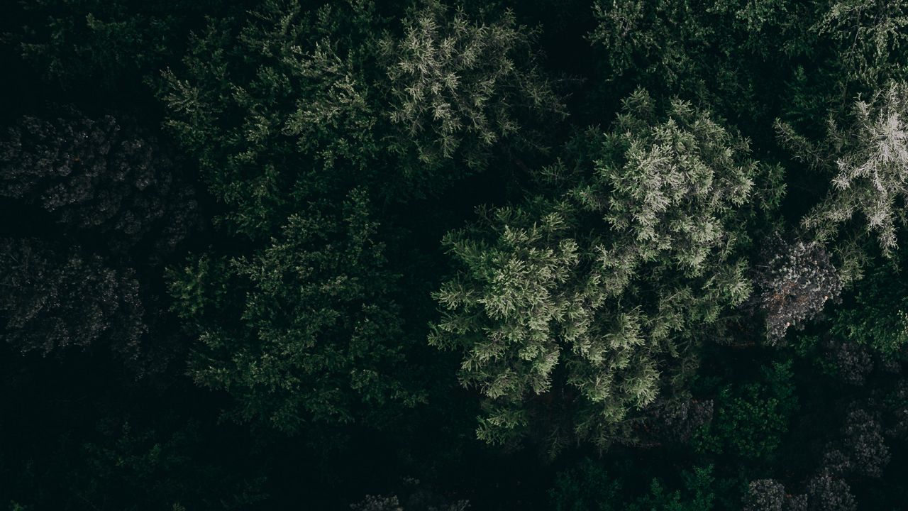 Wallpaper trees, top view, vegetation