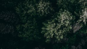 Preview wallpaper trees, top view, vegetation