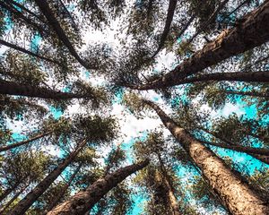 Preview wallpaper trees, tops, bottom view, sky, branches