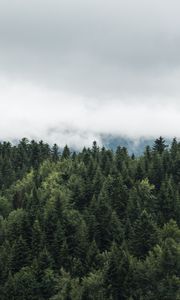 Preview wallpaper trees, tops, fog, clouds