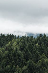 Preview wallpaper trees, tops, fog, clouds