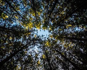 Preview wallpaper trees, tops, sky, leaves