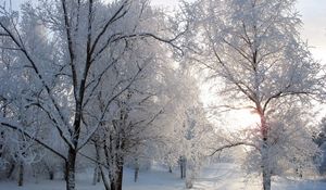 Preview wallpaper trees, track, avenue, hoarfrost, snow, winter