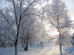 Preview wallpaper trees, track, avenue, hoarfrost, snow, winter