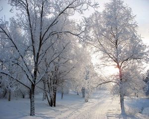 Preview wallpaper trees, track, avenue, hoarfrost, snow, winter