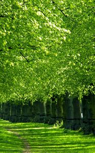 Preview wallpaper trees, track, corridor, green, grass