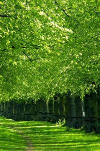 Preview wallpaper trees, track, corridor, green, grass