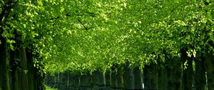 Preview wallpaper trees, track, corridor, green, grass