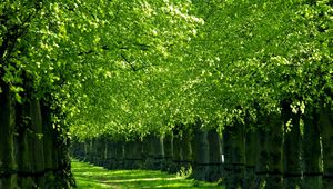 Preview wallpaper trees, track, corridor, green, grass