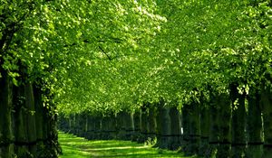 Preview wallpaper trees, track, corridor, green, grass