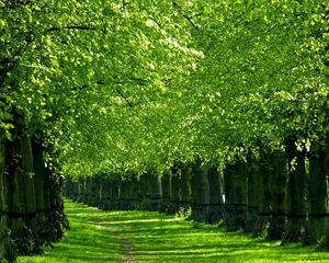 Preview wallpaper trees, track, corridor, green, grass