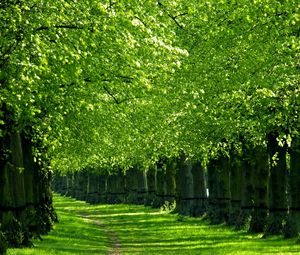 Preview wallpaper trees, track, corridor, green, grass