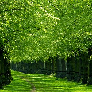 Preview wallpaper trees, track, corridor, green, grass