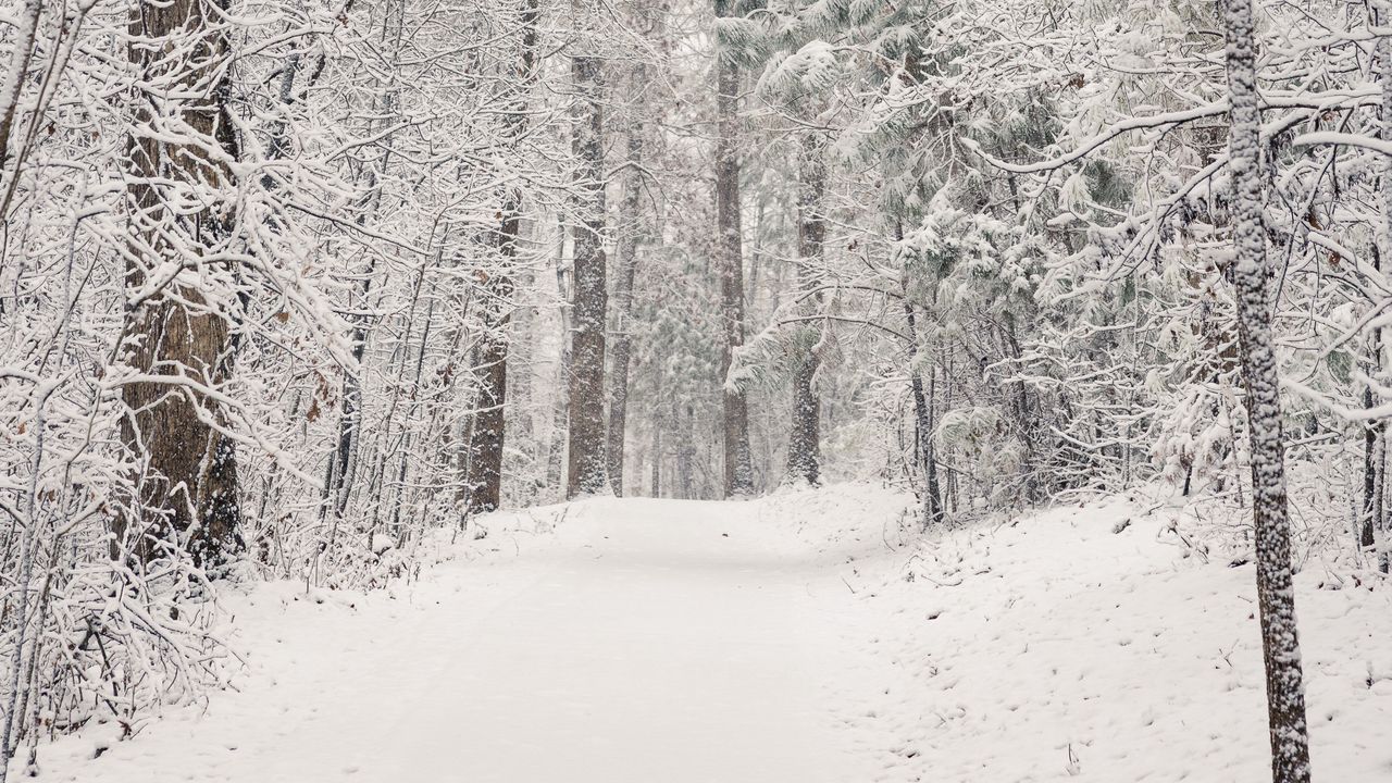 Wallpaper trees, trail, forest, snow, winter, nature
