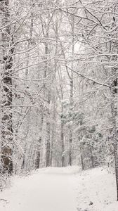 Preview wallpaper trees, trail, forest, snow, winter, nature