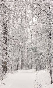 Preview wallpaper trees, trail, forest, snow, winter, nature